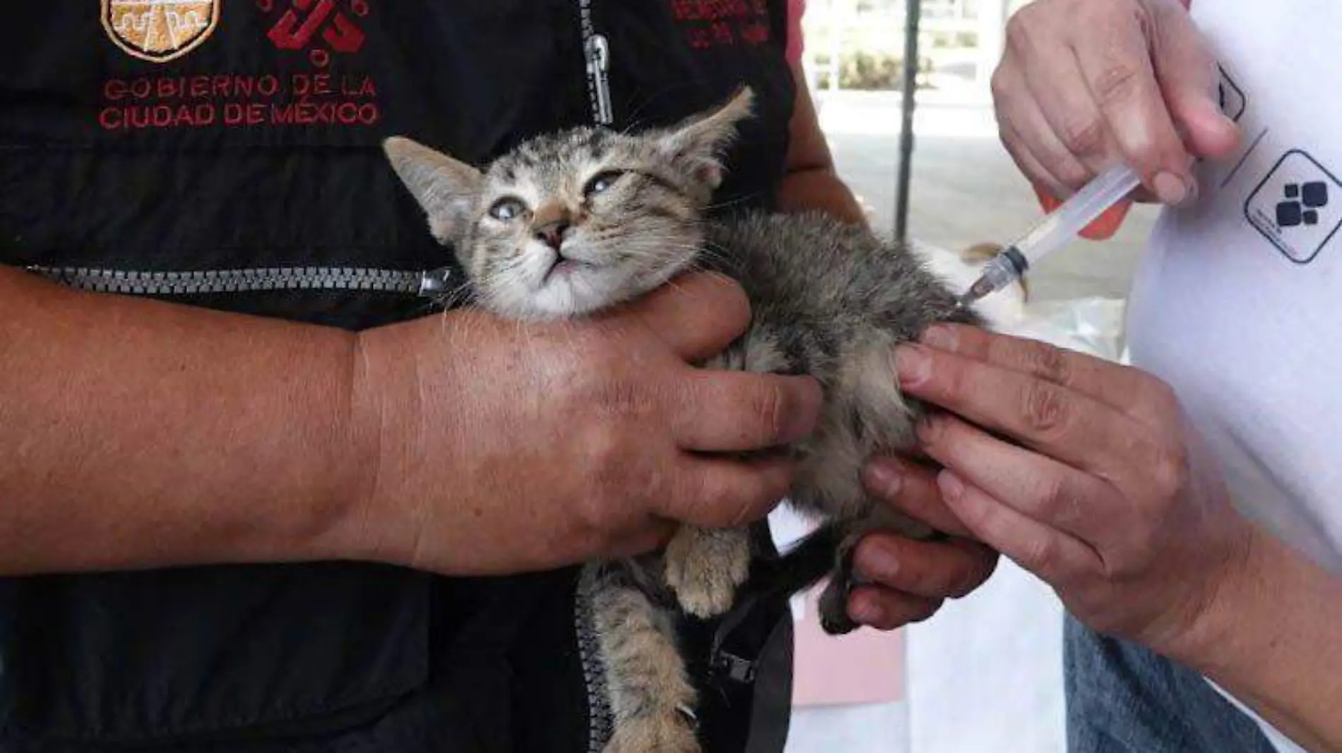 937287_Vacunación antirrábica perros gatos Iztapalapa -13_impreso